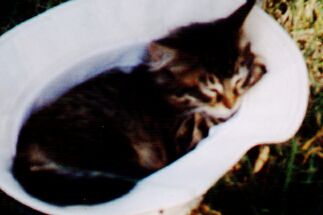 Kitty-in-a-Hat,  Official Field Day Mascot